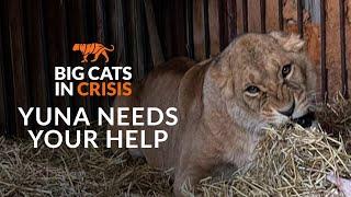 BIG CATS IN CRISIS: Yuna, a lioness with shellshock