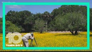 Photographer Clyde Butcher captures stunning images of Myakka River