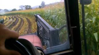 Chopping Corn in The Mud (Part 2)