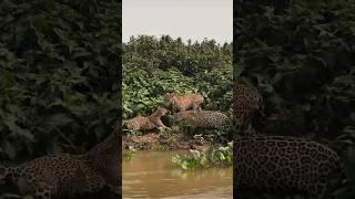 Jaguars Habitat #jaguar #wildlife #wildanimals #animals #nature #naturelovers #wildanimals #forest