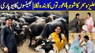 aliza sehar vlogs | dairy farming in pakistan | nili buffalo |farmology