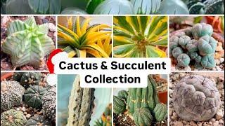 Plant Tour  My Cactus & Succulent Collection ( Rare and Uncommon Finds) Vlogmas # 17