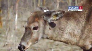 Сделано в Воронеже. Белохвостые олени.