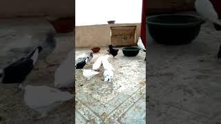 #pigeons short video #kabutar shokh#kabuter video#trending video #kabutar king#youtube short  #pigeo