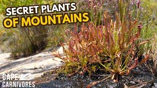 Rare Carnivorous Plants And Orchids Of Bainskloof