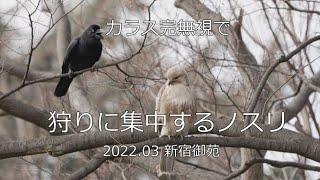 カラス完無視で狩りに集中するノスリ　2022.03 新宿御苑　4K