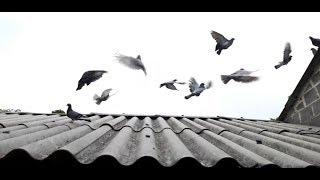 World unique amazing pigeon farm || vietnamess pigeons || cuộc sống ở nông thôn