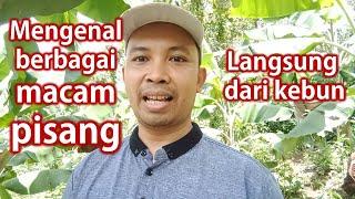 Mengenal berbagai jenis tanaman pisang