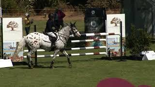 Show Jumping Waitemata World Cup Festival 2024  Pony Grand Prix