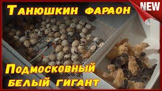 Заложил инкубационное яйцо перепелов , Подмосковный белый гигант и Танюшкин бройлерный фараон.