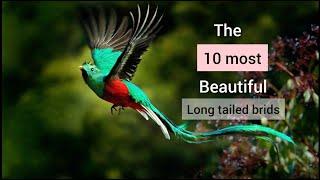 Top 10 long tailed birds in Indian subcontinent