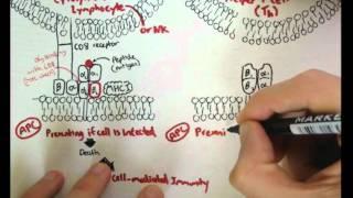 Immunology - Innate Immunity (MHC structure)