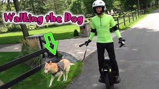 Walking Dogs with Electric Unicycle is Awesome !