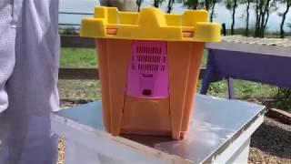 BEEKEEPING - Transferring Your Nuc into Your Hive Box