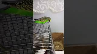 #funny #budgies #vlog #viral #cute #birds #egg #sweet #parakeet #pretty #animals