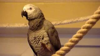 Mojo, African Grey parrot