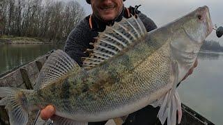 PREDATOR FISHING CROATIA  - ELPI SWIFTY 11 ELPI ALF 12 4PLAY SHAD 11 4PLAY SHAD 8