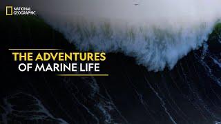 The Adventures of Marine Life | Hostile Planet | Full Episode | S1-E5 | National Geographic