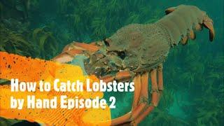 How to Catch Lobsters by Hand Episode 2