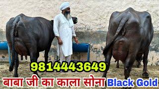 Guruwali  Farm की भैंसें है तो लाजवाब ही होंगी2 मुर्राह भैंसें जो दे रही 24 से 25 किलोग्राम दूध