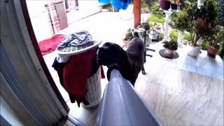 The Cane Corso dog (NIKA) vs Vacuum-Cleaner !