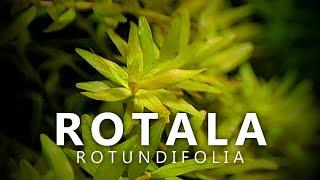 Rotala Rotundifolia