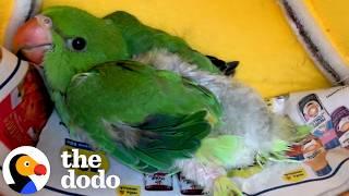 Abandoned Baby Parrot Loves To Snuggle With Her Teddy Bear | The Dodo