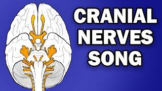 CRANIAL NERVES SONG