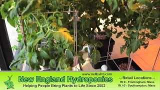 Hydroponic Gardening - Grow Organic Food Inside Your Home