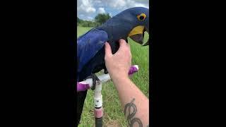 Hyacinth macaw free flight