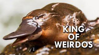 Platypus: The King of Weirdos