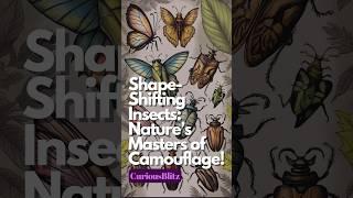 Shape-Shifting Insects: Nature’s Masters of Camouflage! 