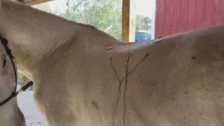 Electro acupuncture 1 week before dressage show horse lower back relief