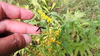 Capital Naturalist: Grapeleaf Skeletonizer