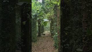 The Florida Ghost Town of Ellaville #florida #ghosttown