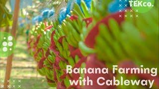 Amazing Modern Agriculture Planting - Banana Harvesting Cableway - Banana Processing in factory
