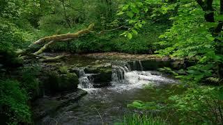 Babbling Brook Ambiance | Relaxing River Stream Sounds for Reading and Relaxation | LitReads