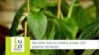 Met welke mest en voeding groeien mijn groenten het beste?