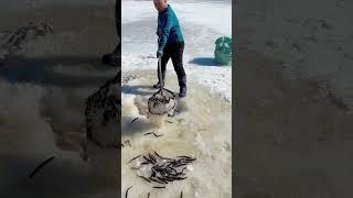 東北四哥戶外捕魚：密密麻麻   #戶外抓魚 #捕魚 #shorts