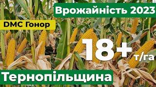 Врожайність більше 18 тонн показала кукурудза на Тернопільщині.