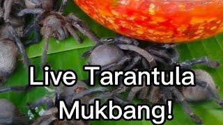 Ms Jin Su eating live tarantula