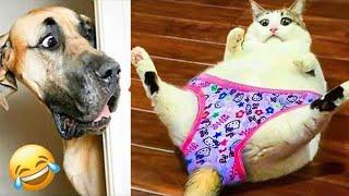 FUNNIEST Pets of 2024  | BEST Compilation