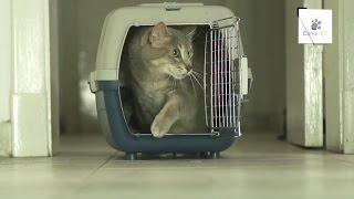 4 Pasos para meter un gato en una jaula