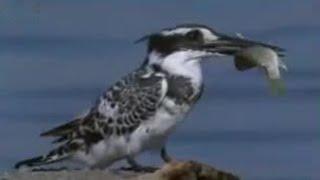 Pied Kingfisher Catching Fish in Split Second | BBC Studios