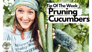 Tip Of The Week|Pruning Cucumbers|Whispering Willow Farm