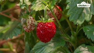 Wachstum der Erdbeere  von der Blüte zur Frucht in Zeitraffer  Pflanzenwachstum