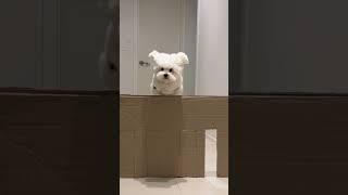 날고 뛰고 화내고 강아지 박스벽 챌린지 해봤어요~ #pets #미소아라 #반려견 #미소아라 #challenge #foryou #fyp