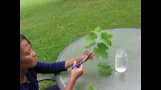 Let's Grow Grape Vines from Cuttings