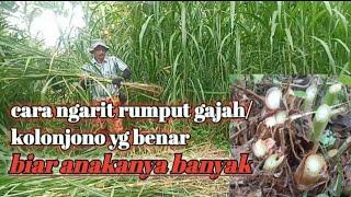 Cara Ngarit Rumput Gajah | Cara Tepat Ngarit Rumput Kolonjono Biar Anaknya Banyak