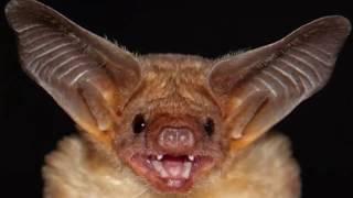 VI Bats:Our Featherless Flying Friends: 10 Crazy Facts About 10 Common Animals